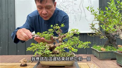 樹型種類|樹